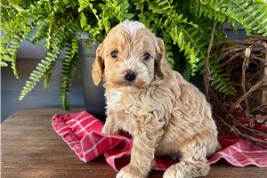 Jasper - Cockapoo for sale