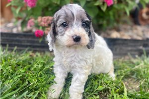 Jewel - Cockapoo for sale