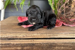 Jameson - Cockapoo for sale