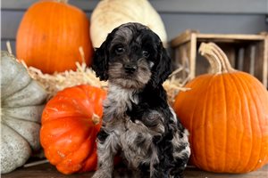 Mila - puppy for sale