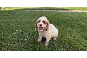 Jason - Cockapoo for sale
