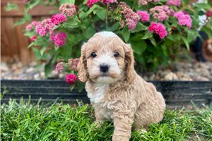 Jasper - Cockapoo for sale