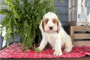 Jason - Cockapoo for sale