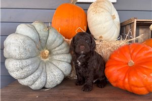 Mateo - puppy for sale