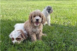 Jasper - Cockapoo for sale