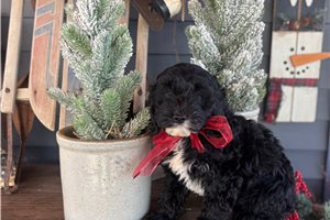 Murphy - Cockapoo for sale