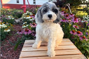 Jewel - Cockapoo for sale