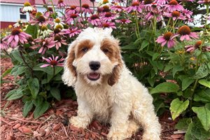 Jason - Cockapoo for sale