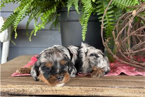 Java - puppy for sale