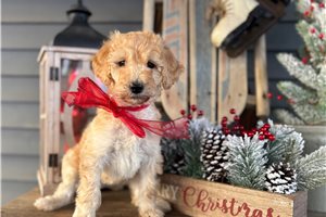 Nicolette - Goldendoodle for sale