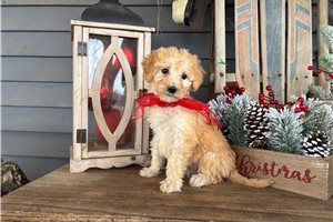 Nutmeg - Goldendoodle for sale