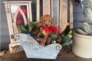 Nana - puppy for sale