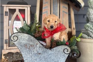 Newton - puppy for sale