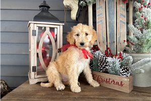 Norton - Goldendoodle for sale