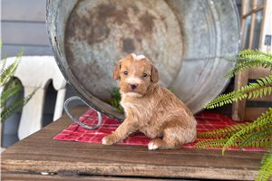 Iker - puppy for sale