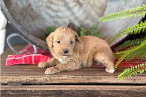 Ivory - puppy for sale