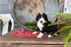 Ignacio - Mini Bernedoodle for sale