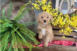 Ivory - Bernedoodle, Mini for sale
