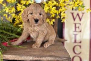 Iris - Bernedoodle, Mini for sale