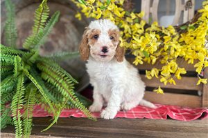 Iverson - Bernedoodle, Mini for sale