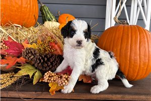 Stanley - puppy for sale