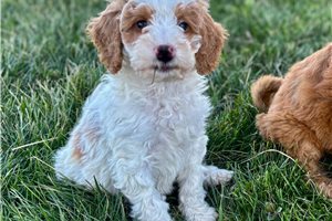 Iverson - Mini Bernedoodle for sale