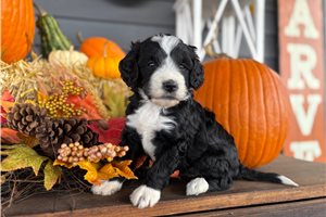 Sparkle - Mini Bernedoodle for sale
