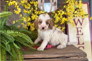 Iverson - Bernedoodle, Mini for sale