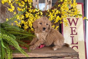 Ivory - Bernedoodle, Mini for sale