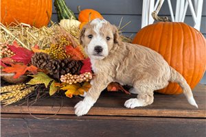 Stark - puppy for sale