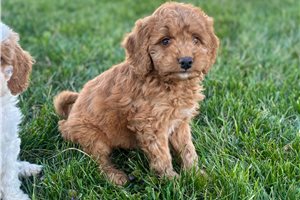 Izzy - Bernedoodle, Mini for sale