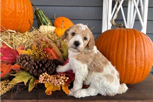 Stanford - puppy for sale
