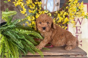 Izzy - Bernedoodle, Mini for sale