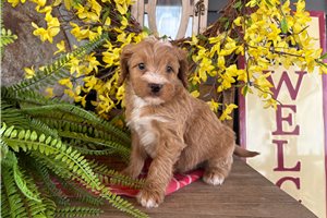 Iker - Bernedoodle, Mini for sale
