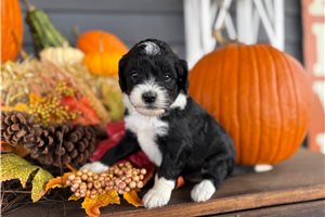 Sparia - puppy for sale