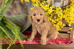 Iris - Bernedoodle, Mini for sale