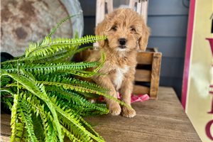 Ivory - Bernedoodle, Mini for sale
