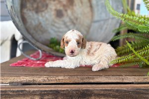 Iverson - puppy for sale