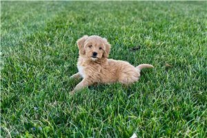 Ivory - Bernedoodle, Mini for sale