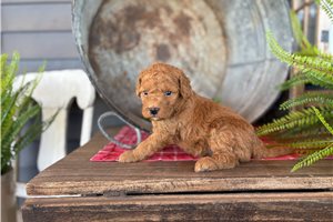 Izzy - puppy for sale