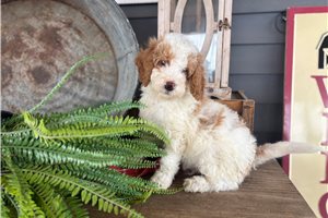 Iverson - Bernedoodle, Mini for sale