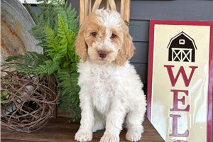 Fallon - puppy for sale