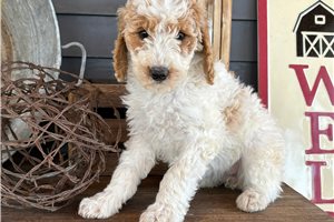 Felicity - Poodle, Miniature for sale
