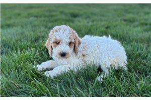 Felicity - Poodle, Miniature for sale