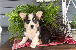 Barbie - Corgi, Pembroke Welsh for sale