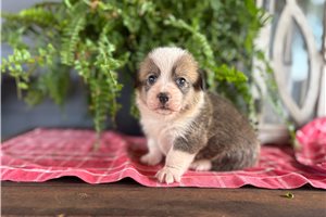 Bowie - puppy for sale