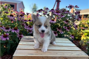 Baby - Pembroke Welsh Corgi for sale