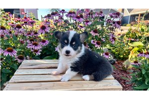 Belle - Pembroke Welsh Corgi for sale