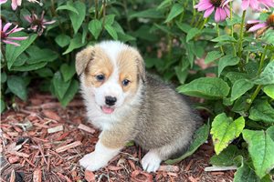 Betty - Corgi, Pembroke Welsh for sale