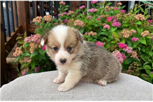 Baby - Corgi, Pembroke Welsh for sale